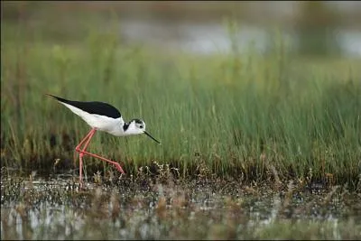 Gracieuse, élégante, une vraie danseuse, photographiée dans la basse plaine de l'Aude :