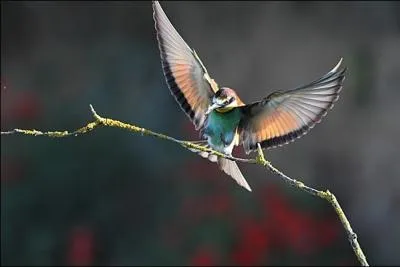 Une prise de vue qui met en évidence la beauté de cet oiseau, ailes déployées, dont les sifflements roulés sont rauques et très caractéristiques. Il chasse tantôt avec des trajectoires onduleuses, tantôt avec de longues glissades.