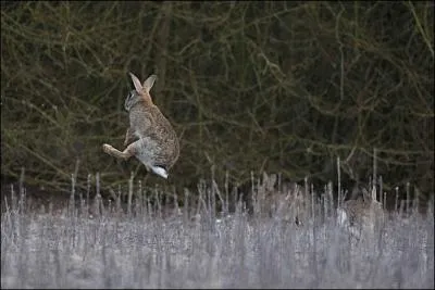 Au lapin agile ! Le corps est trapu, une queue très courte. Le pelage est gris avec une tache rousse sur la nuque. Le ventre et la face des pattes sont blanches.
