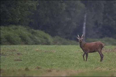 On dit de lui qu'il est à sa première tête.