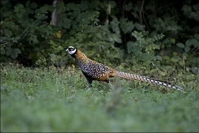 Magnifique plumage pour un splendide oiseau peu facile d'approche. Originaire des régions boisées du centre et du nord de la Chine, il a été introduit en France en 1870.