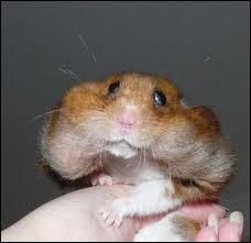 Comment s'appellent les  poches  où le hamster stocke sa nourriture ?