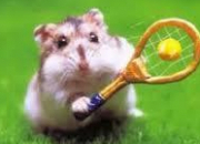 Quiz Le hamster