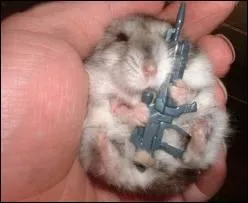 Les hamsters sont-ils faits pour vivre en groupe ?