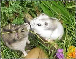 Quelle est la dure de vie moyenne d'un hamster ?