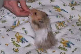 Faut-il aider son hamster angora qui fait sa toilette ?