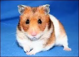 Quelle est la race de ce hamster ?