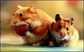 Lequel de ces ingrdients peut-tre donn au hamster ?