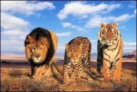 Comment s'appellent les 3 anciens clans ?