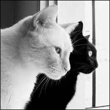 Lequel des binmes cits n'est pas un vrai couple de chat ?
