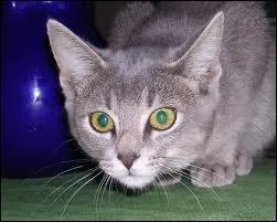 Comment les chats appellent le clan de tous les chats morts ?