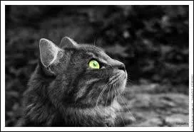 Comment s'appelle le blaireau qui  sauvera  les clans ?