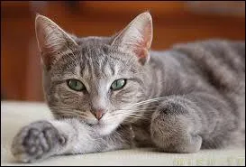 Comment s'appelle la femelle d'Etoile de Feu ?