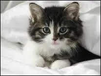 Quel est le nom d'apprenti de la renaissance de Museau Cendr ?