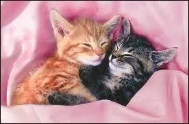 Qui est le chat domestique ami avec Etoile de Feu ?