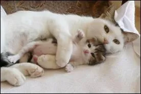 Qui sera le premier apprenti de Coeur de Feu ?