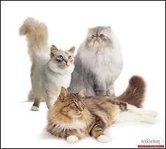 Quel est l'ordre de ces lieutenants si Plume Rousse=1 Griffe de Tigre=2 Coeur de Lion=3 et Coeur de Feu=4 ?