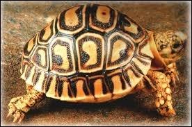 Quel(s) Pokmon(s) a(ont) une dfense leve ?