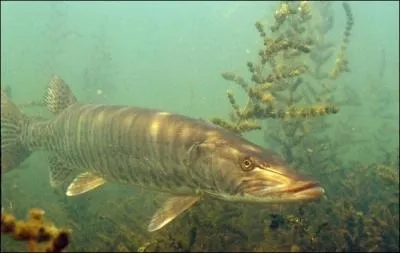 Quelle particularit a le brochet ?