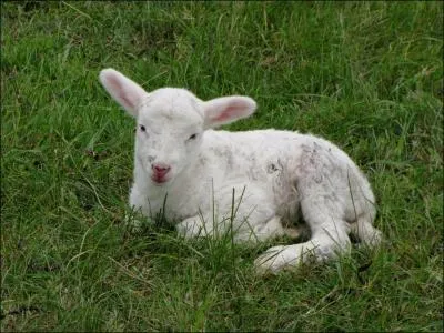 Sire, rpond l'... que Votre Majest Ne se mette pas en colre ; Mais plutt qu'elle considre Que je me vas dsaltrant Dans le courant...  