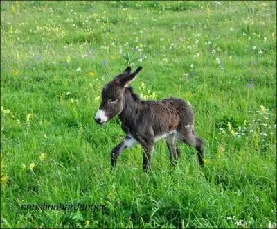 Son pre porta  des reliques et s'imagina qu'on l'adorait .