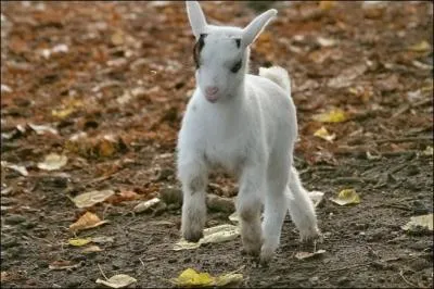  ... allant remplir sa tranante mamelle, Et patre l'herbe nouvelle, Ferma sa porte au loquet, Non sans dire  son  ...   : Gardez-vous, sur votre vie, D'ouvrir que l'on ne vous die... .