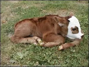 Souvent sous la mre pour le faire gras.