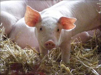  Qu'as-tu tant  te plaindre ? Tu nous tourdis tous, que ne te tiens-tu coi  ? Ainsi parla le Charton  l'un de ses aeux.