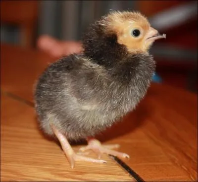 S'il s'agit d'une petite femelle, peut-tre fera-t-elle plus tard des ufs d'or ?