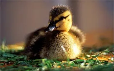 Georges Brassens chanta sa mre, celle de Jeanne.
