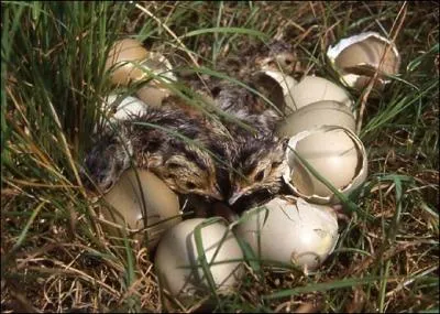 Il vient de natre, le : ... . mais en deviendra-t-il un, en argot de tripot ?