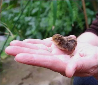 C'est  la suite du mot trs affectueux donn par le pre  la mre que naquit le :