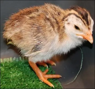La femelle adulte, rejoindra la grande confrrie des femmes de leur poque qui portent haut le fminisme et l'indpendance et vivra peut-tre une vie  Berlin,  Paris,  New York. Pour l'instant, il s'agit d'un :