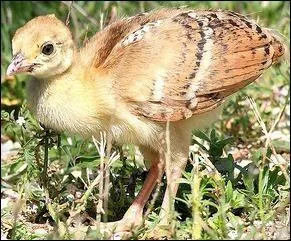 Un avenir glorieux l'attend auprs de Junon.