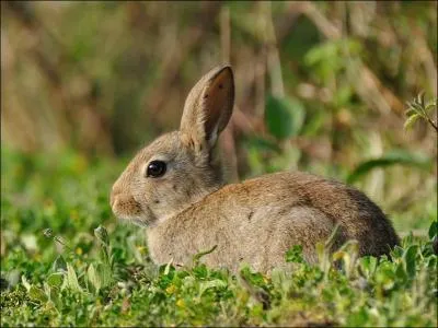  ... qui, sur la bruyre, L'il veill, l'oreille au guet, S'gayaient, et de thym parfumaient leur banquet .