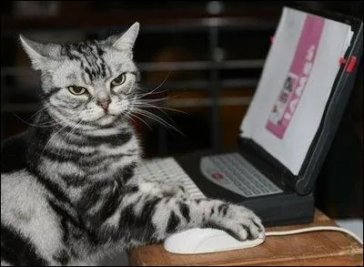 L'infiniment petit ? Tout est expliqu sur l'ordinateur ! Le symbole chimique du palladium est :