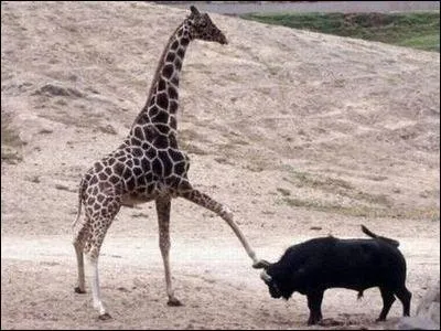 Ol ! Une capote est aussi... utilise par le torero :