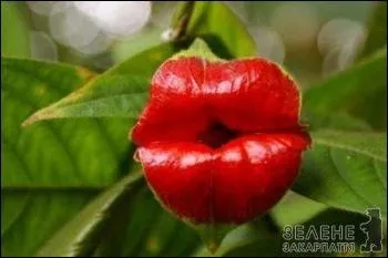 Une petite bise sur Quizz.biz ? Je viens de cueillir une orchide :