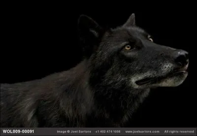 Dans ce film d'Heroic-Fantasy, dont l'action se passe en France, en des temps moyengeux, Isabeau se transforme en faucon et Etienne en loup !