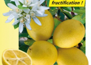 Quiz NE17 - Quelques savoureux fruits jaunes