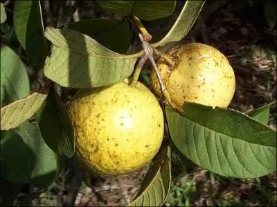 Fruit ovale, rond ou en forme de poire,  la peau fine et fragile qui se consomme en jus, sorbet, sirop et gele.