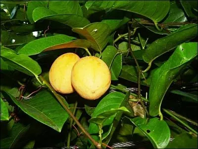 On l'appelle  pomme-liane , en Nouvelle-Caldonie. Le fruit venu  maturit est jaune et lgrement acidul.