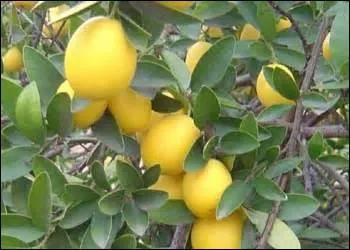 Petit arbre fruitier, hybride qui produit des fruits petits et, selon les varits, plus ou moins ronds ou ovales