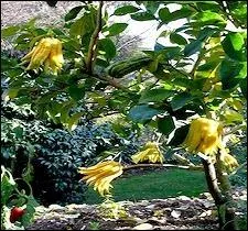 Originaire d'Asie du Sud-Est, cet arbre porte un fruit mythique autant que fantastique qui rpand un parfum citronn-orang d'une grande douceur.  Fo-shou  en chinois et  bushukan  en japonais.