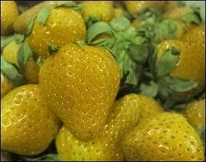 Elle porte le nom vocateur de Merveille jaune. C'est une varit de type fraise des bois, facile  cultiver et souvent considre comme plus douce que les varits ordinaires. Trs sucres et savoureuses quand elles sont rcoltes bien mres.