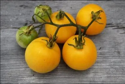 Sa peau est veloute comme celle d'une pche, jaune ple, presque blanche par endroits. Elle est exquise sans aucun assaisonnement.