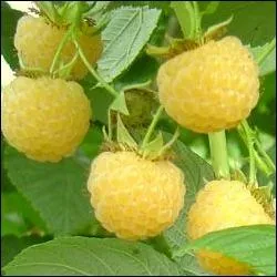  FallGold  est un (... ) aux fruits jaunes. Original, le fruit, de gros calibre, est trs sucr et savoureux. Il arrive  maturit en aot et remonte en octobre.