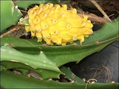 Le pitaya ou fruit du dragon provient d'une espce de cactus piphytes. Est-ce exact ?