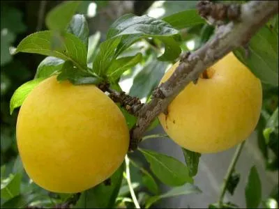 L'piderme est jaune, la chair jaune vif, moelleuse. Trs juteuse, sucre et aromatique.