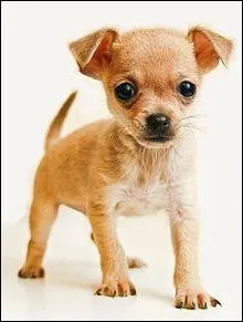 Quelle est la particularit du chihuahua ?
